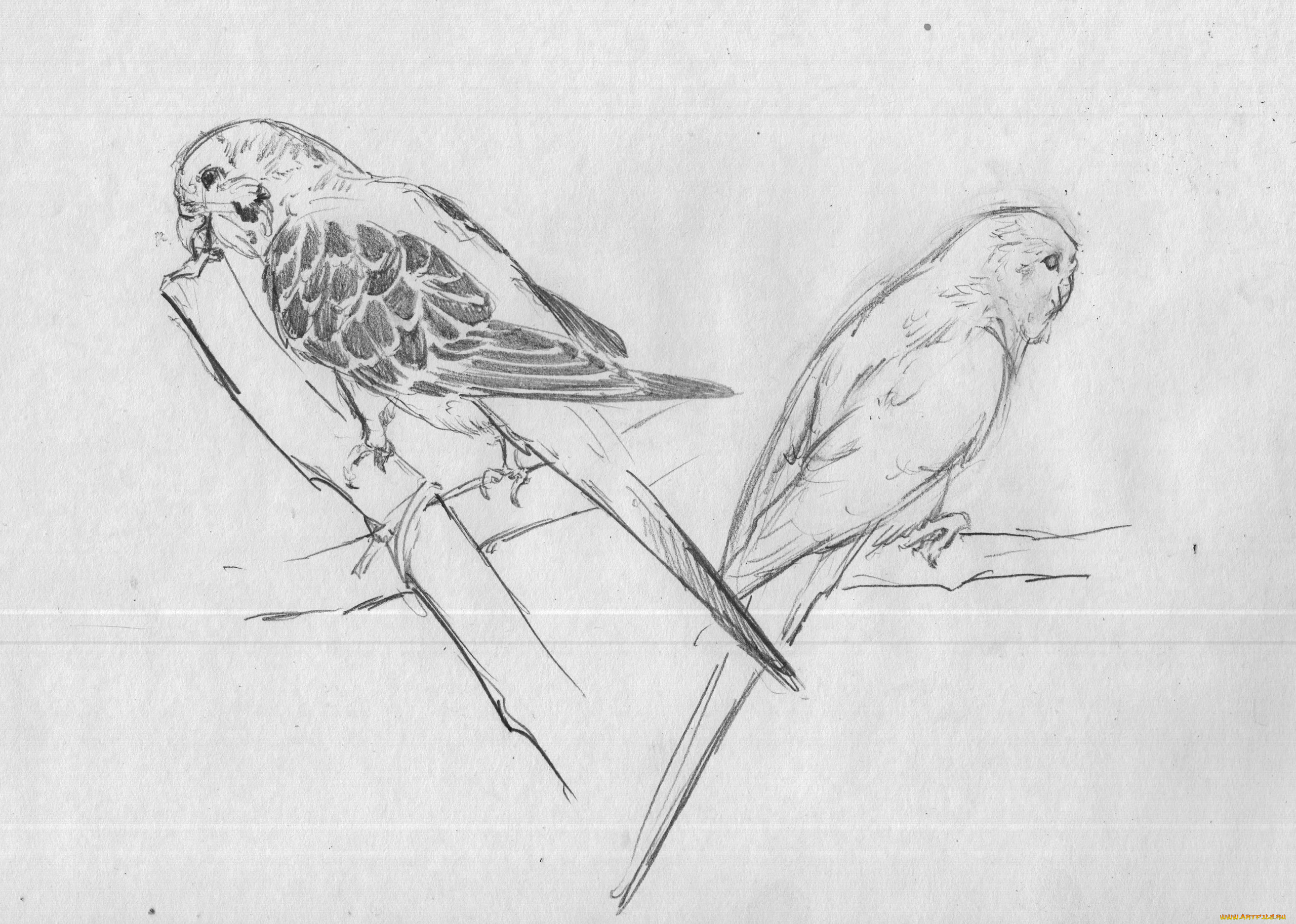 рисованное, животные, , птицы, , попугаи, попугаи, волнистые