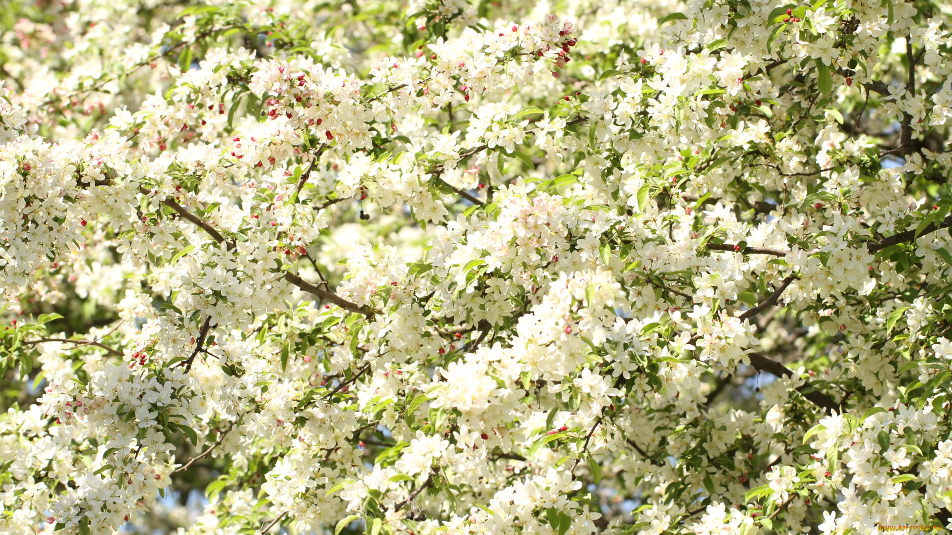 цветы, цветущие, деревья, , , кустарники, весна