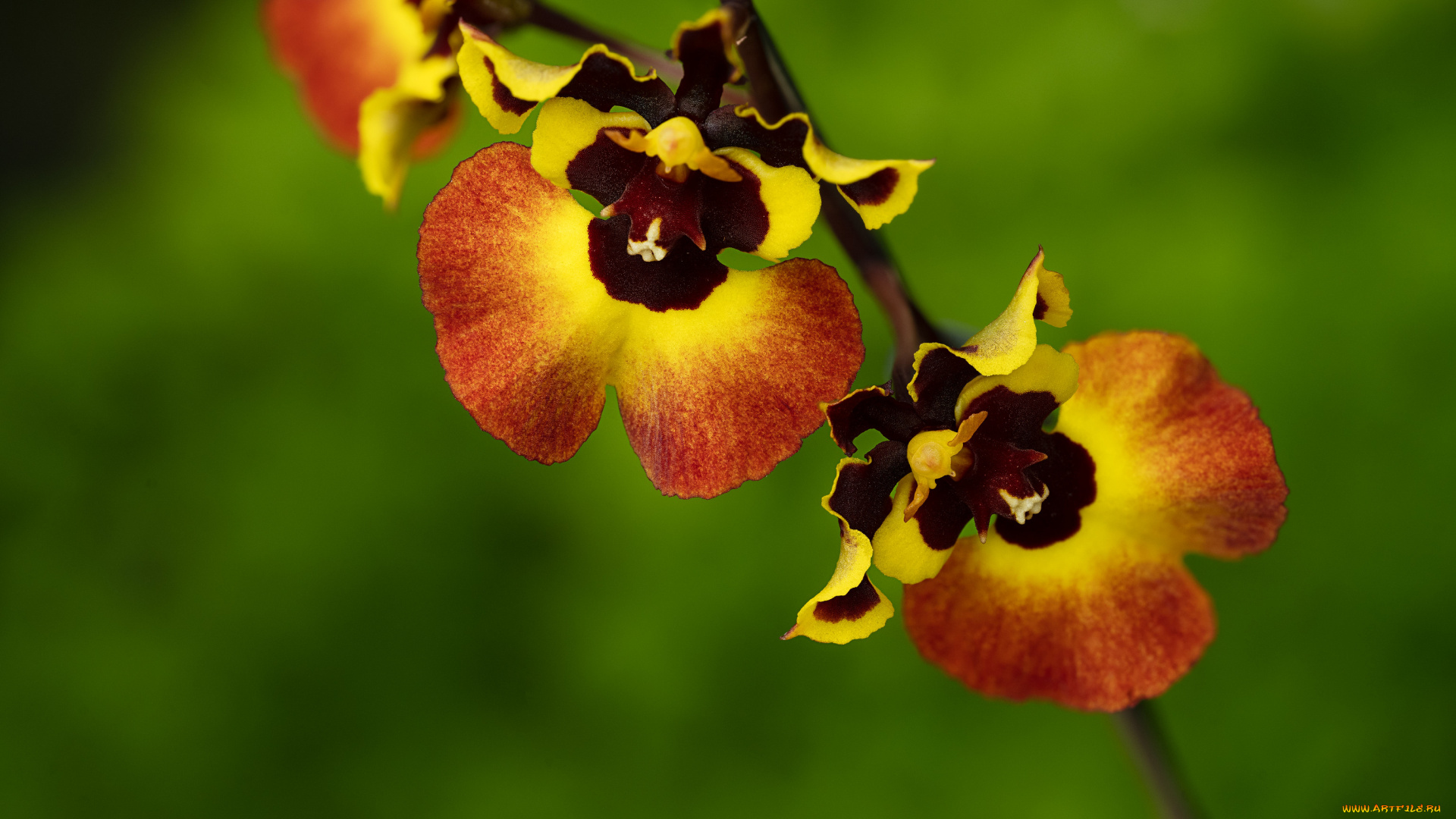 цветы, орхидеи