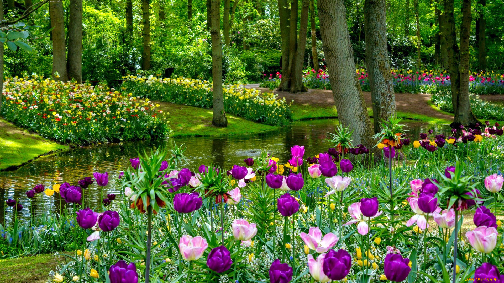 keukenhof, park, netherlands, природа, парк, keukenhof, park