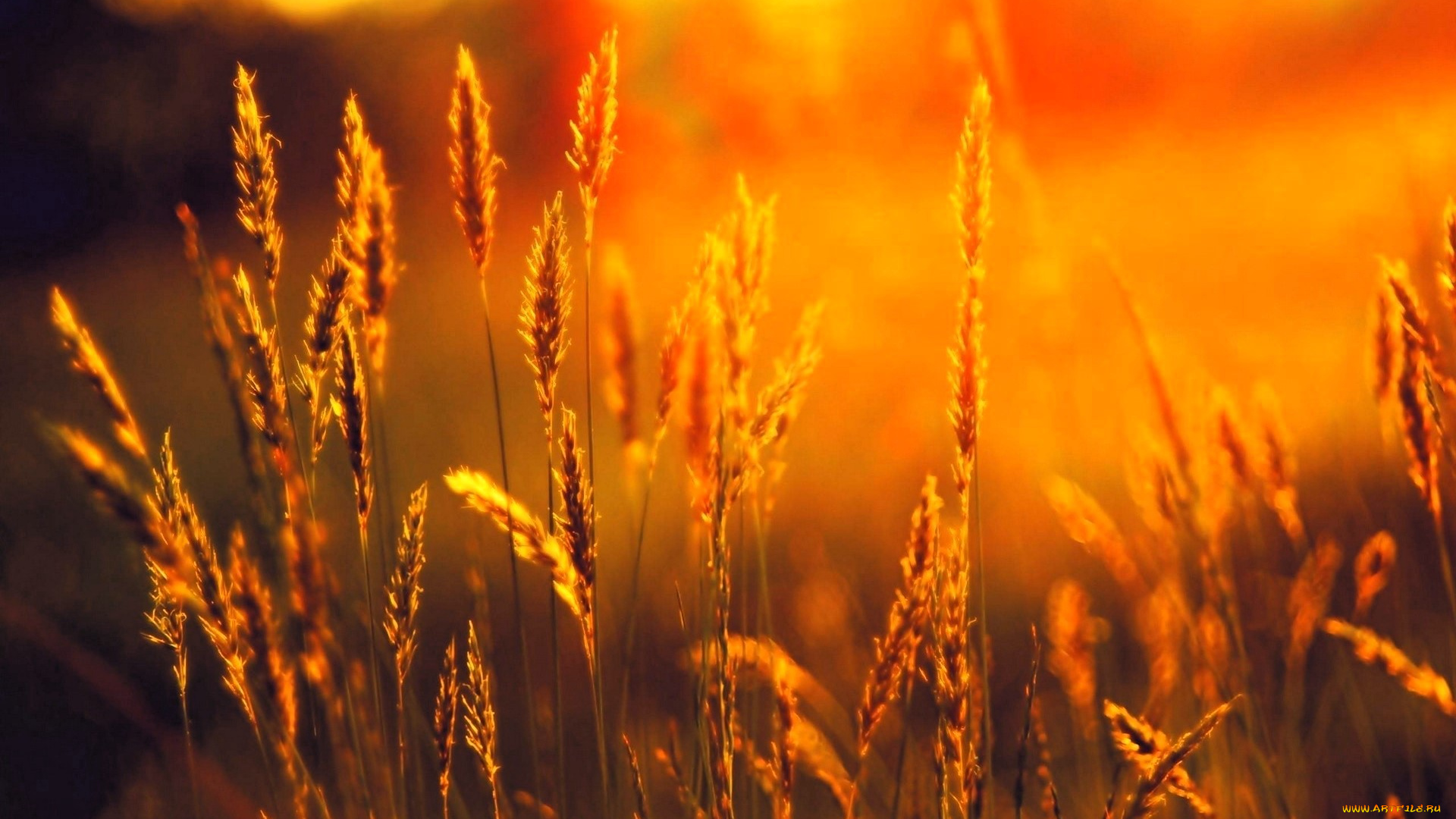 природа, поля, поле, колосья