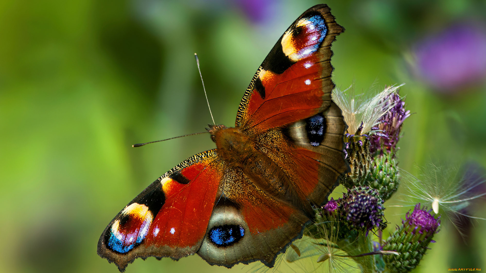 животные, бабочки, , мотыльки, , моли, бабочка