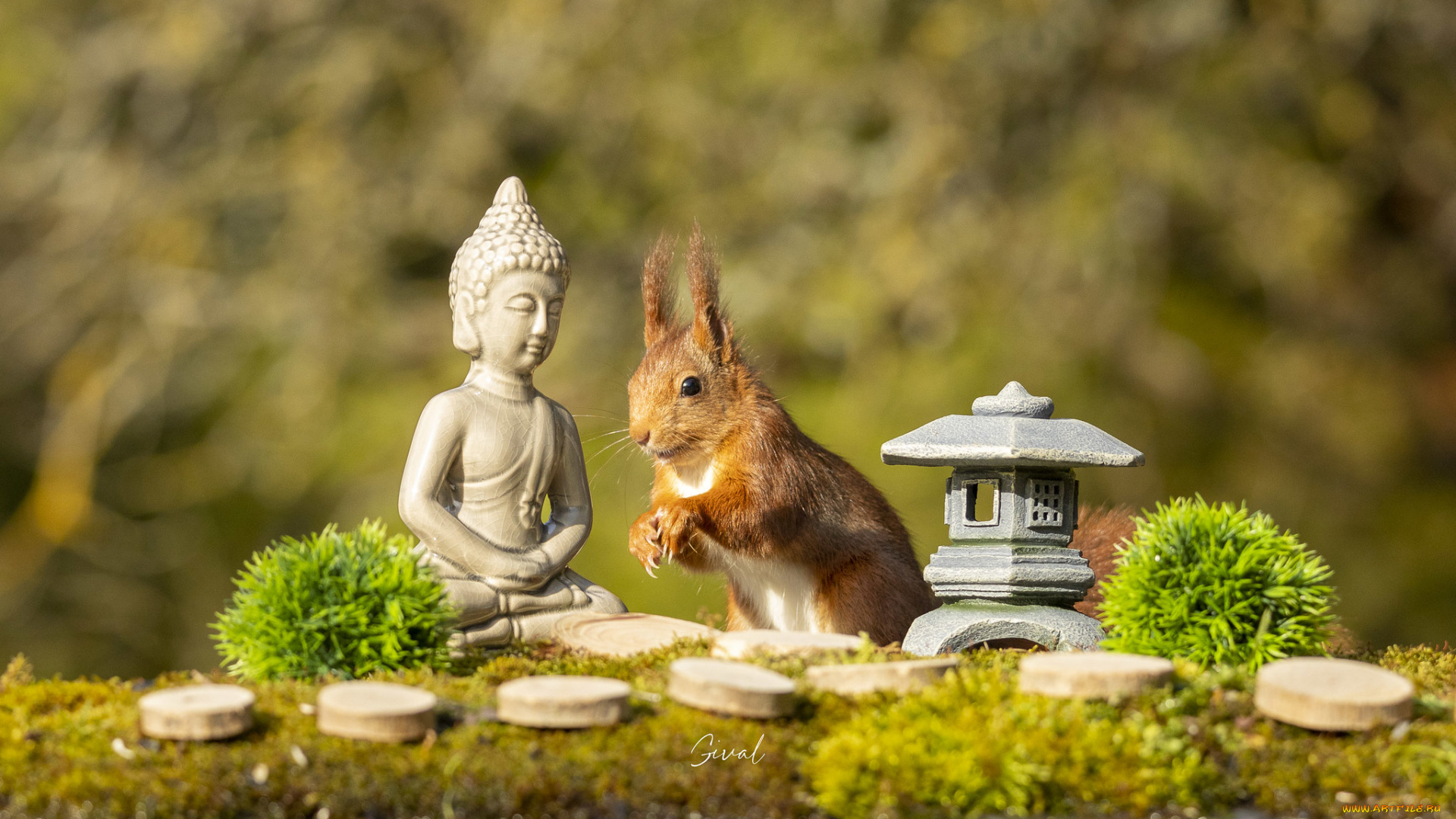 животные, белки, грызун