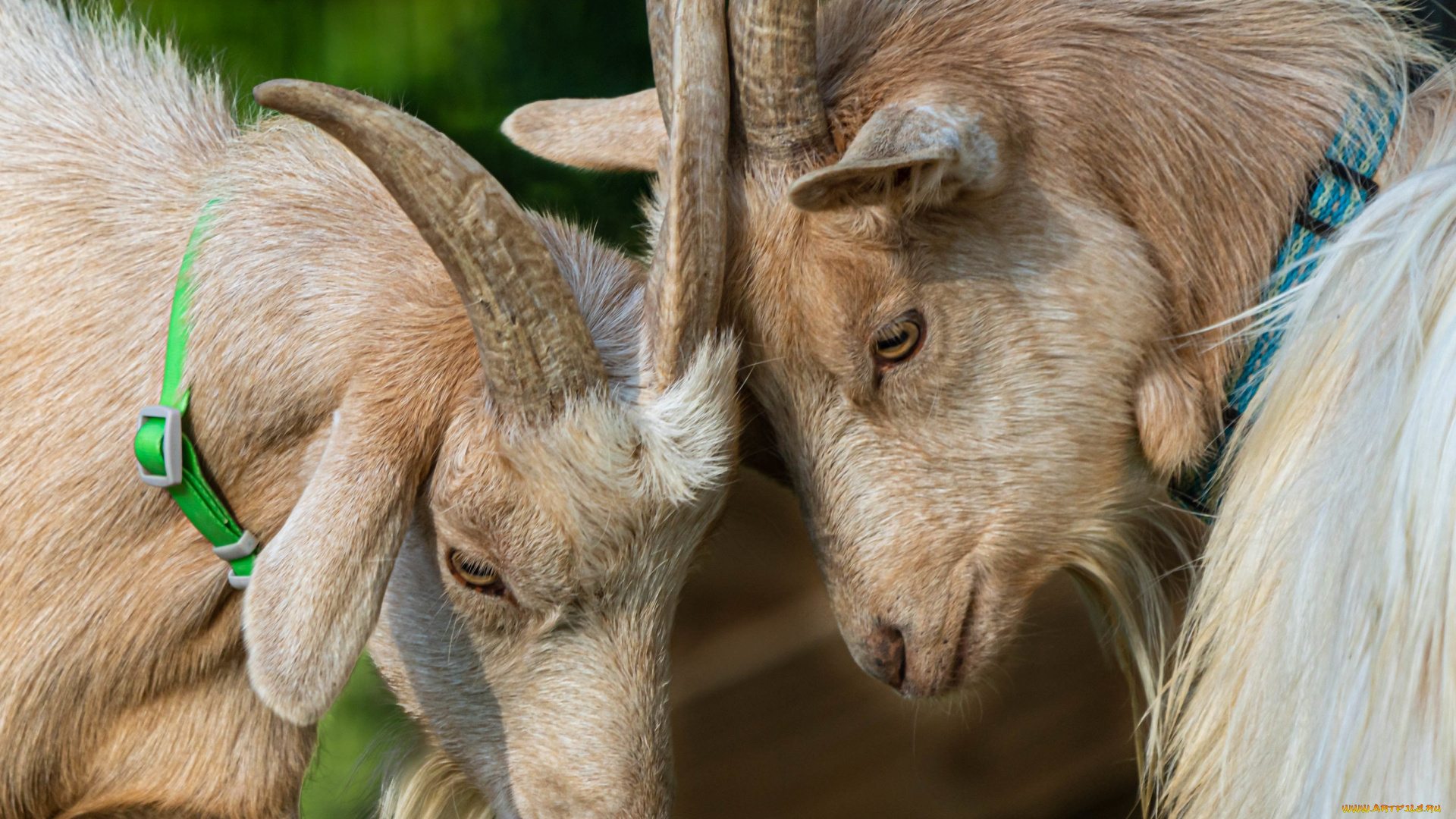 животные, козы, козлы