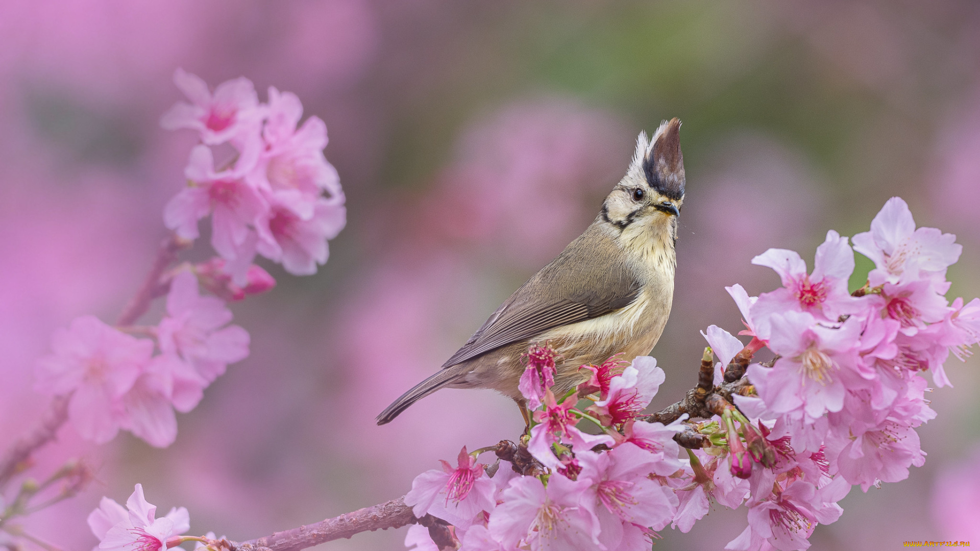 животные, птицы, птица