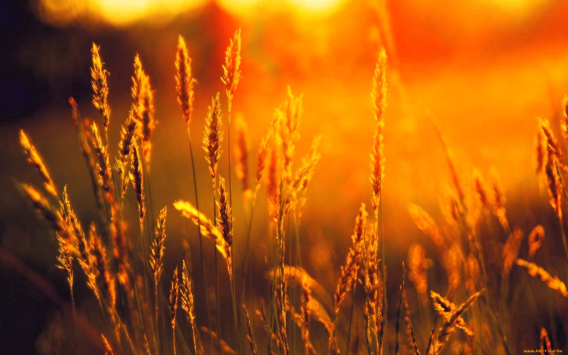 природа, поля, поле, колосья