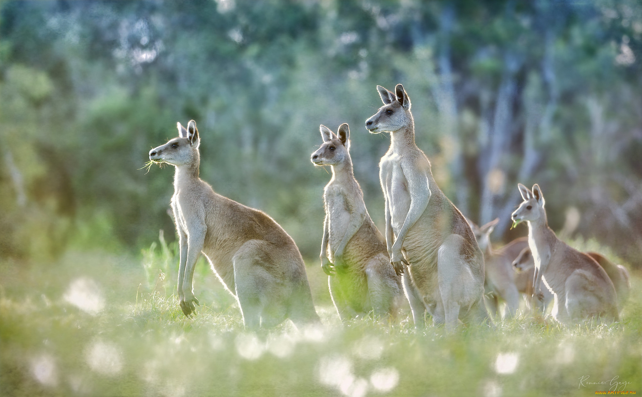 животные, кенгуру