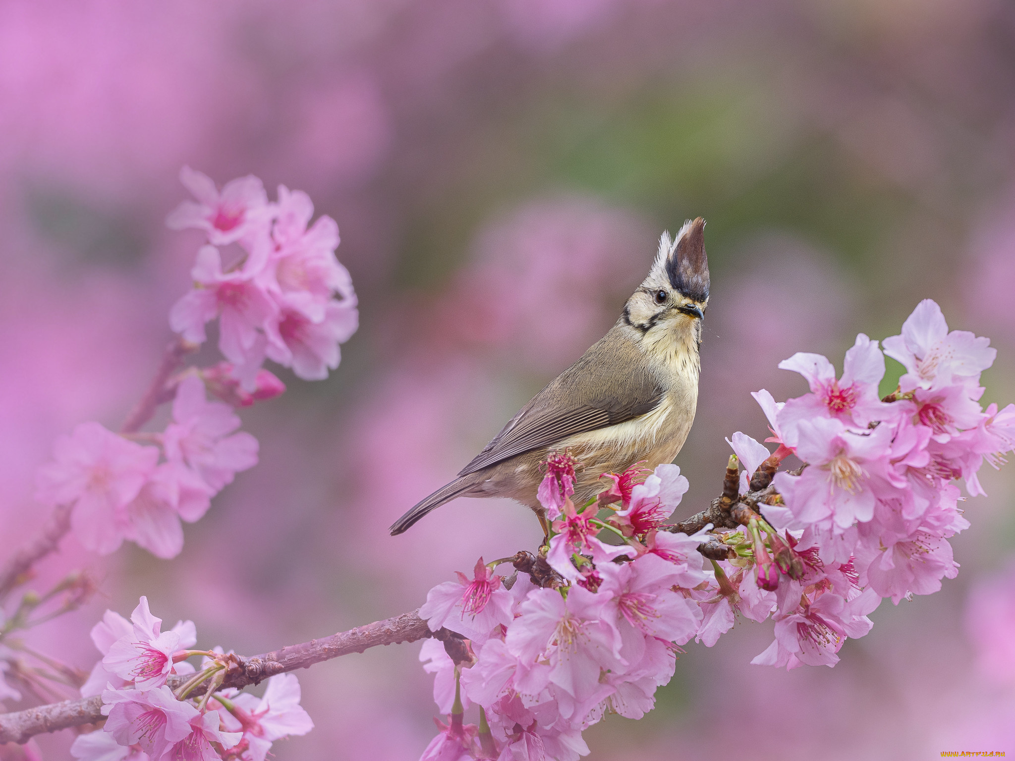 животные, птицы, птица
