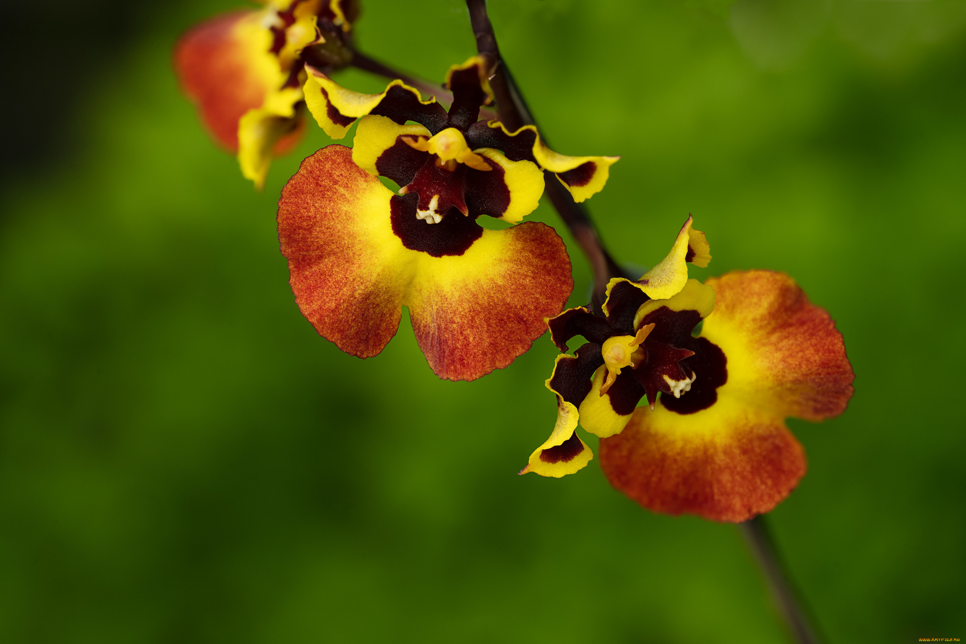 цветы, орхидеи