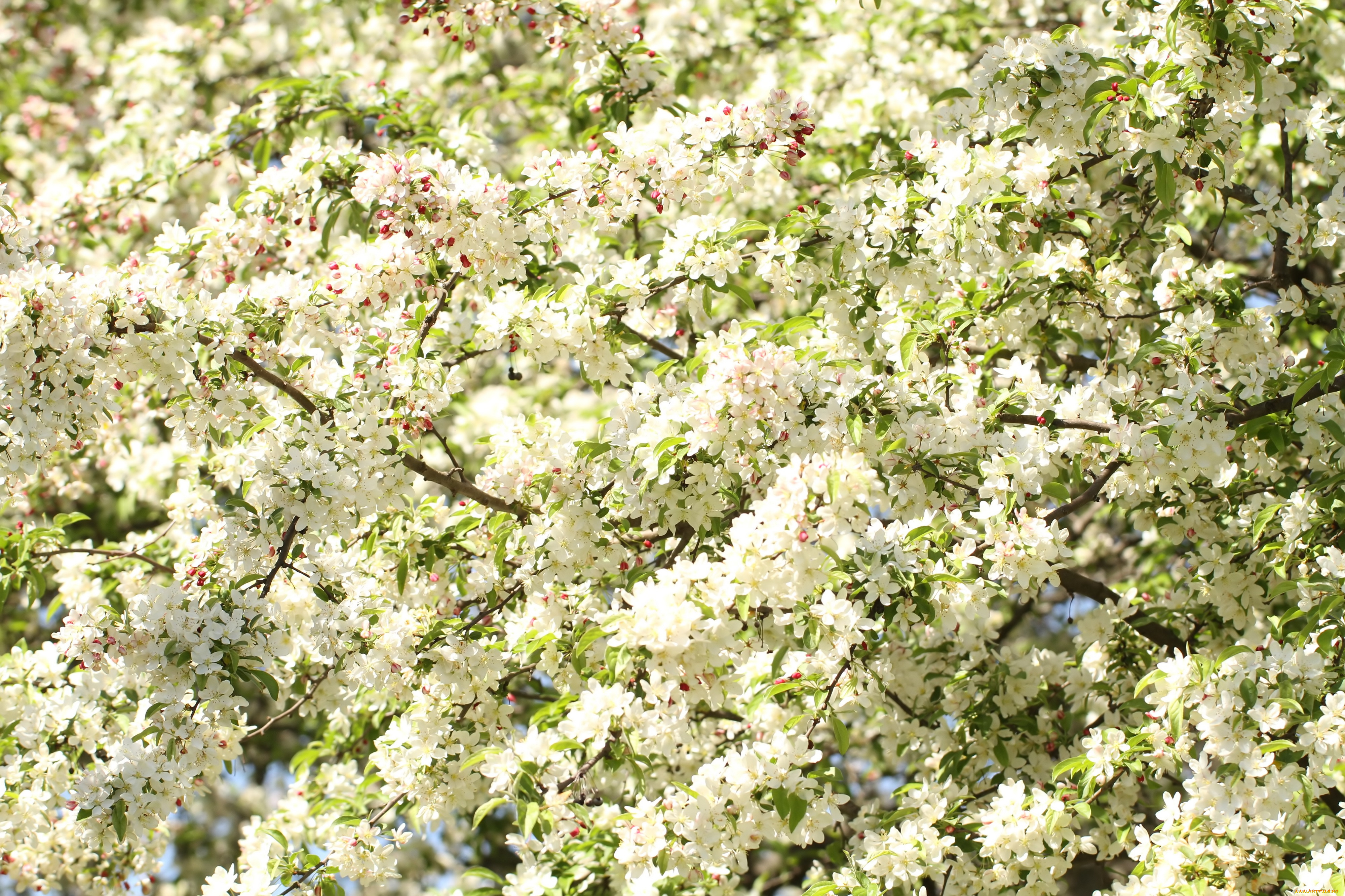 цветы, цветущие, деревья, , , кустарники, весна