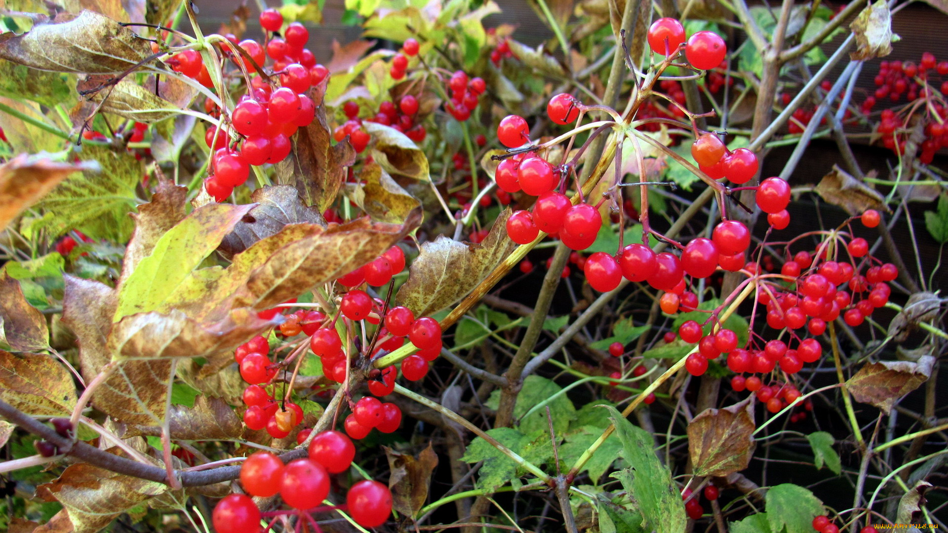 природа, ягоды, листья, осень, алые