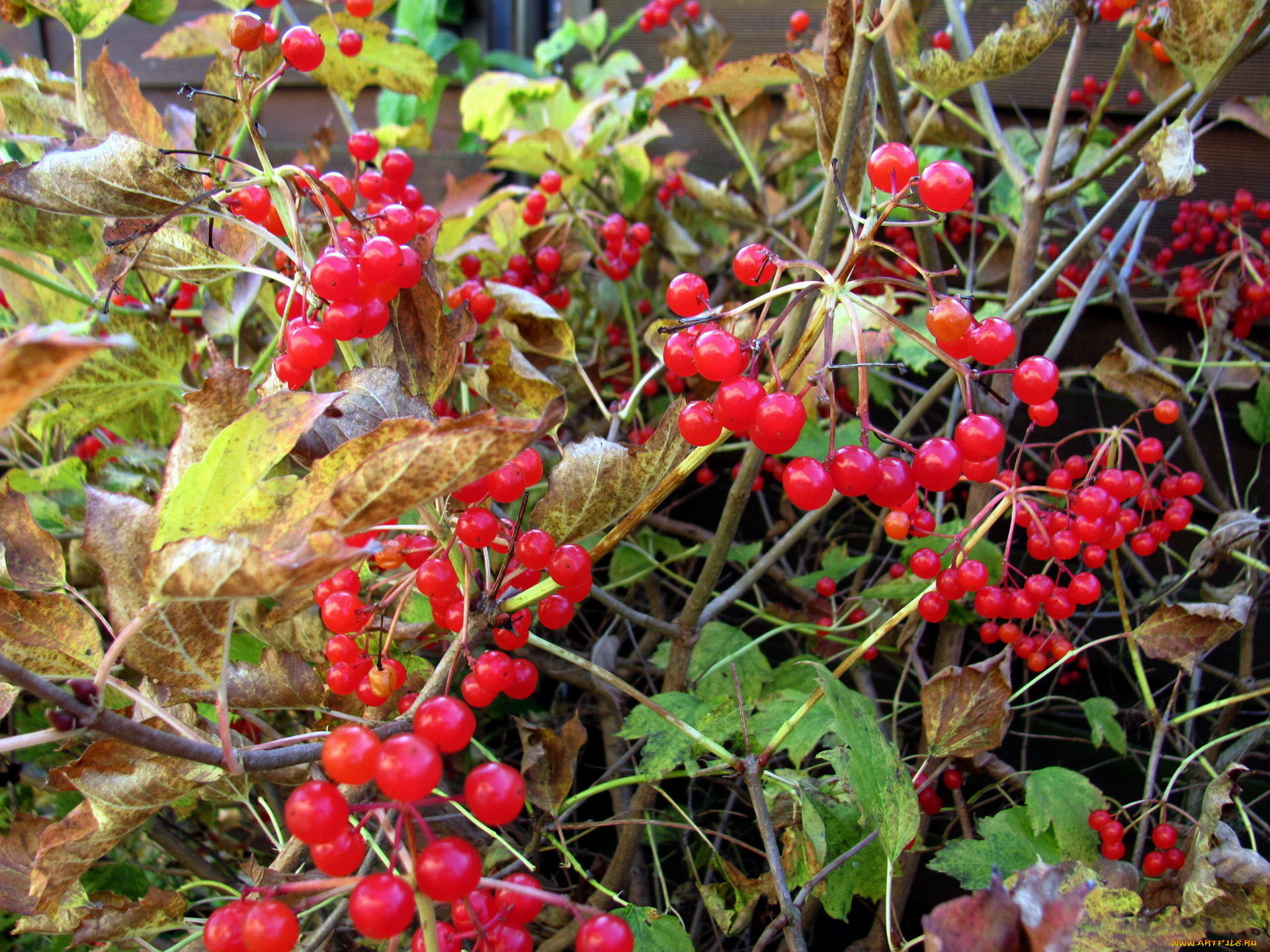 природа, ягоды, листья, осень, алые
