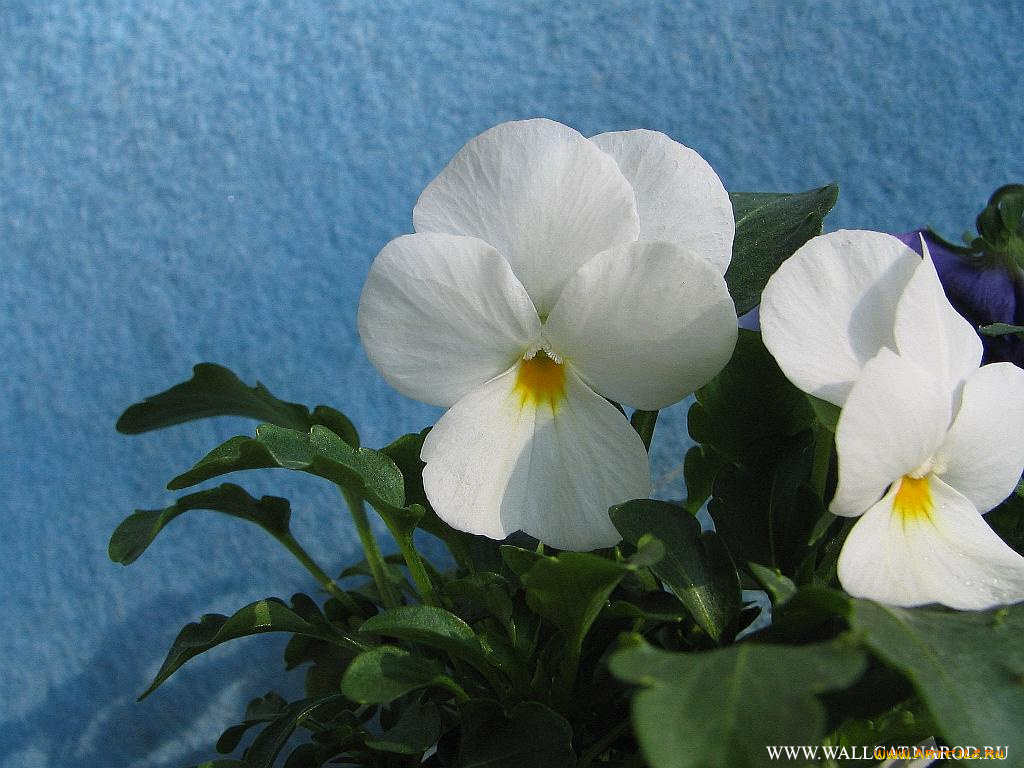 цветы, анютины, глазки, садовые, фиалки