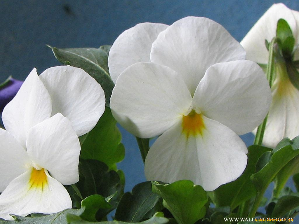 цветы, анютины, глазки, садовые, фиалки