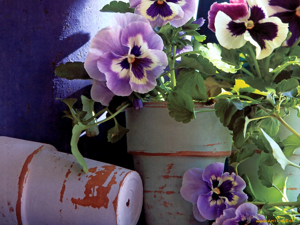 цветы, анютины, глазки, садовые, фиалки