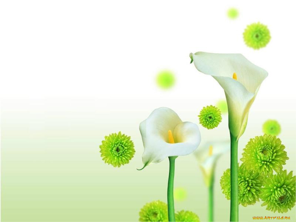 цветы, каллы