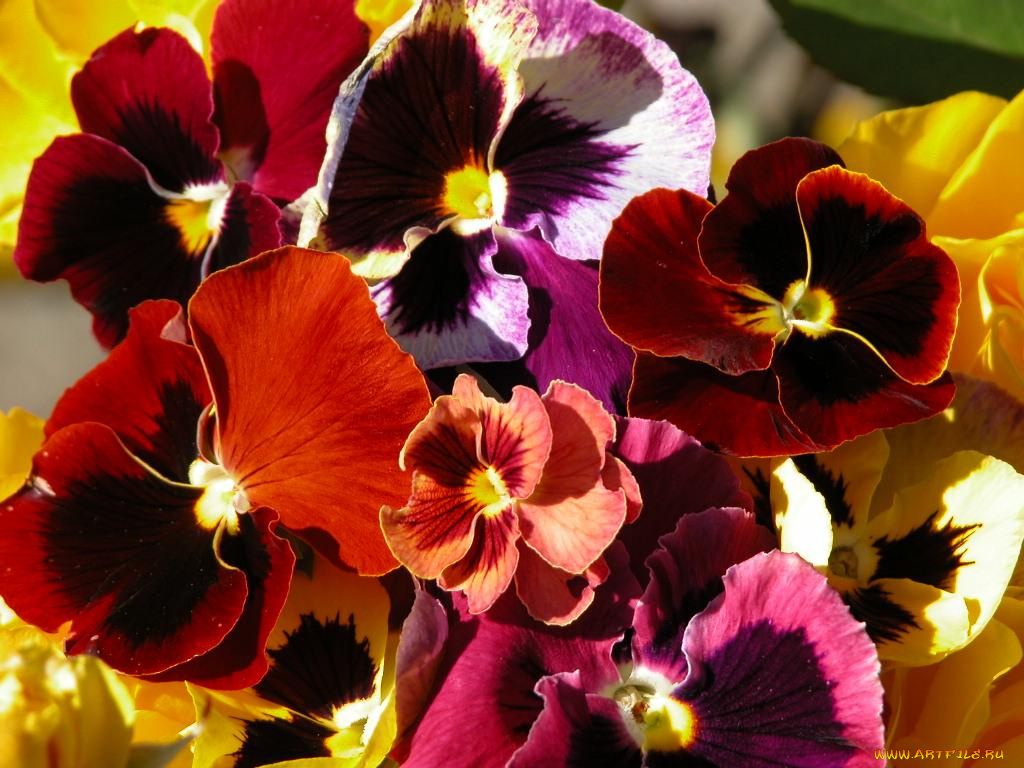 цветы, анютины, глазки, садовые, фиалки