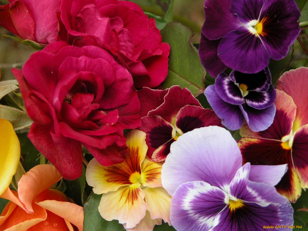 цветы, разные, вместе
