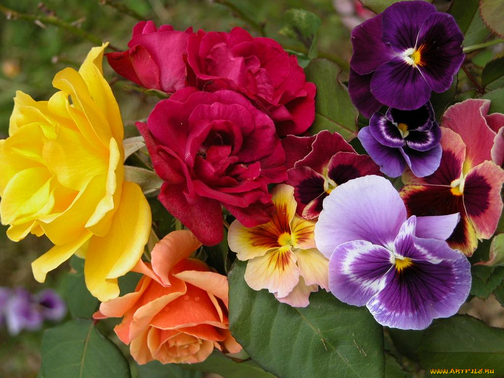 цветы, разные, вместе