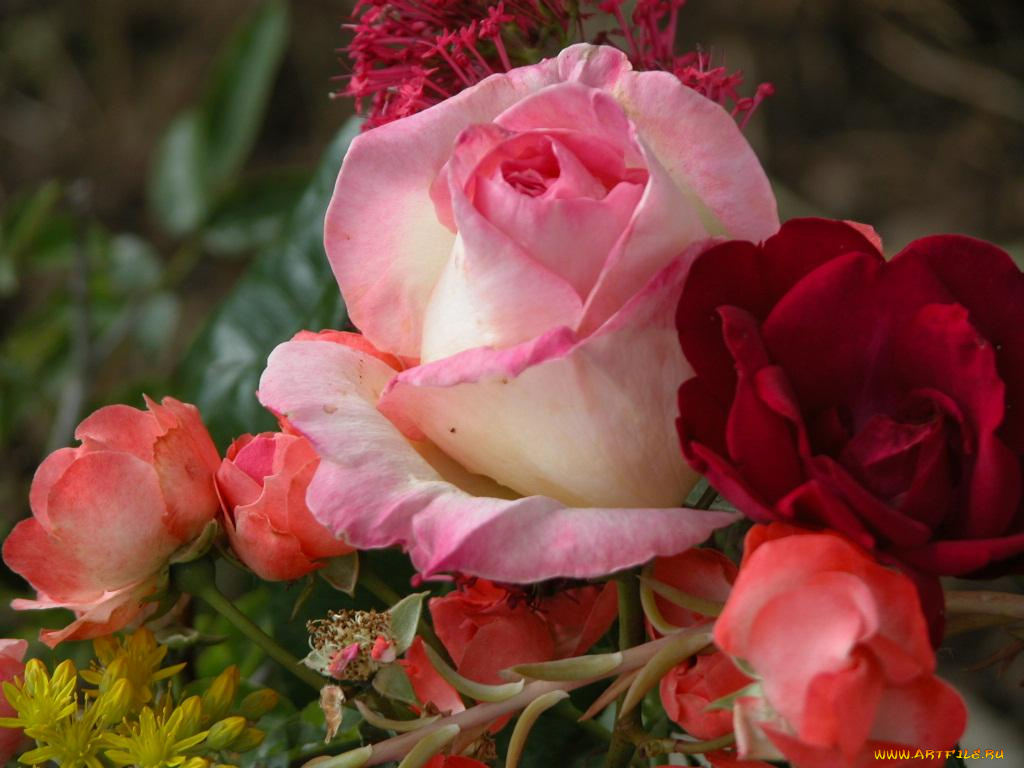 цветы, розы