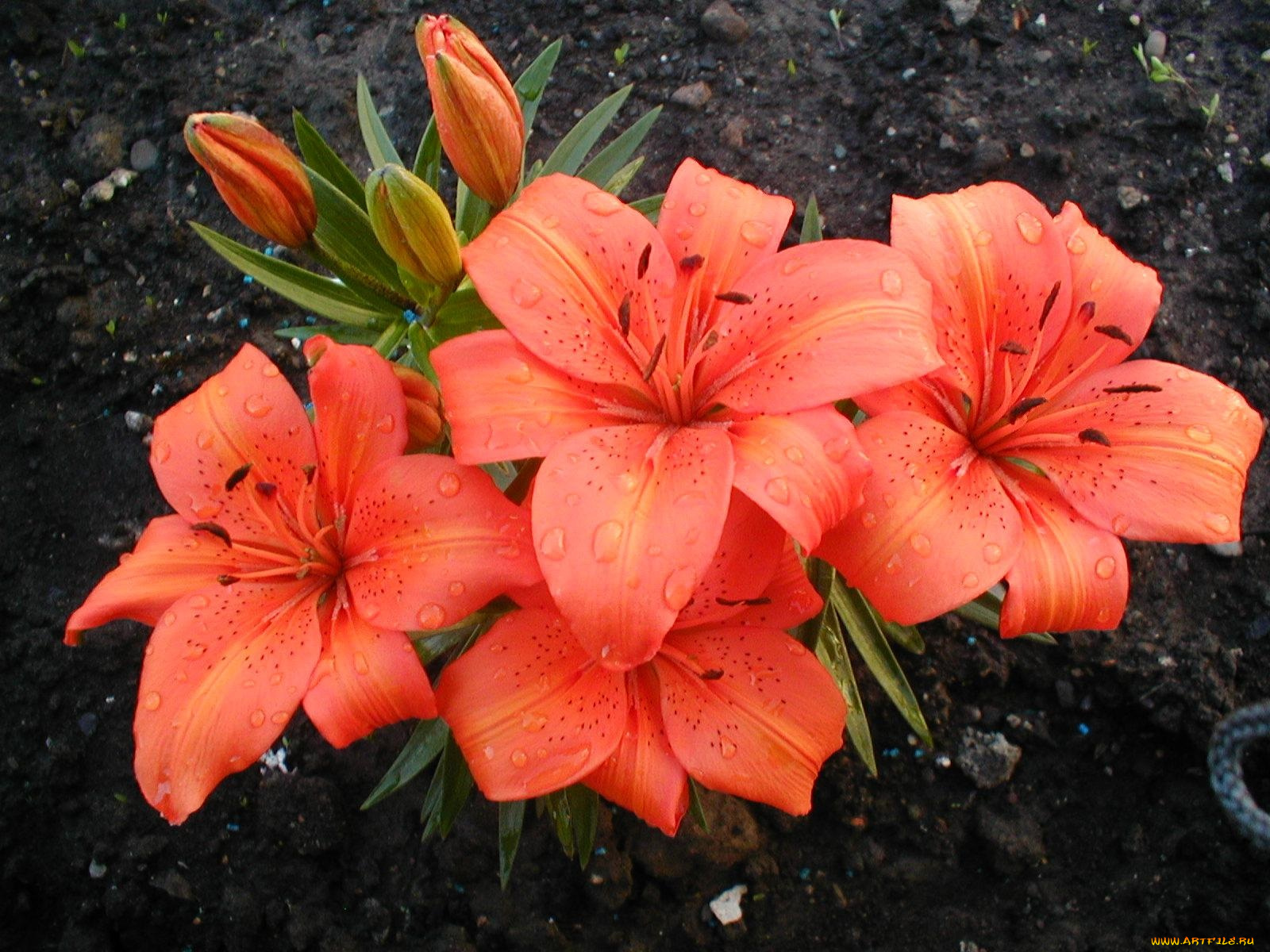 цветы, лилии, лилейники