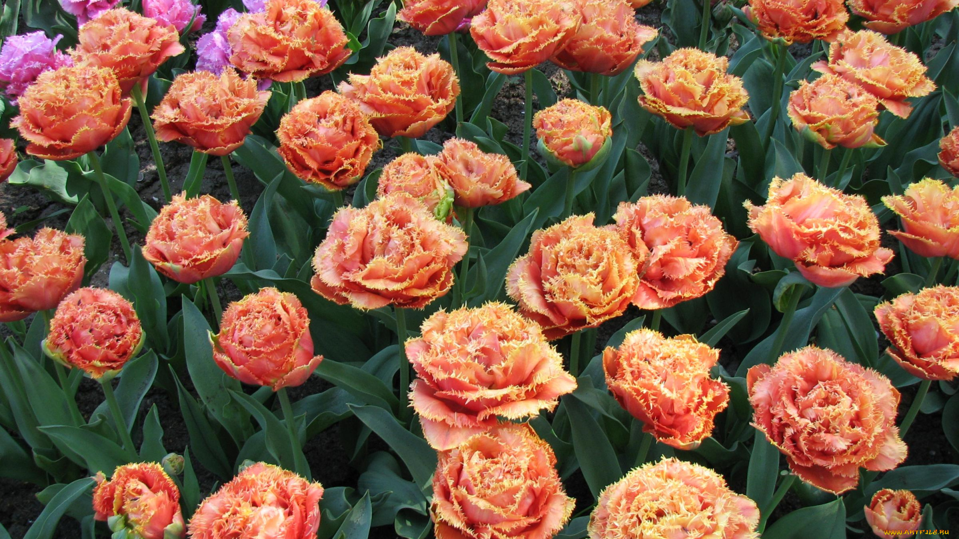 цветы, тюльпаны