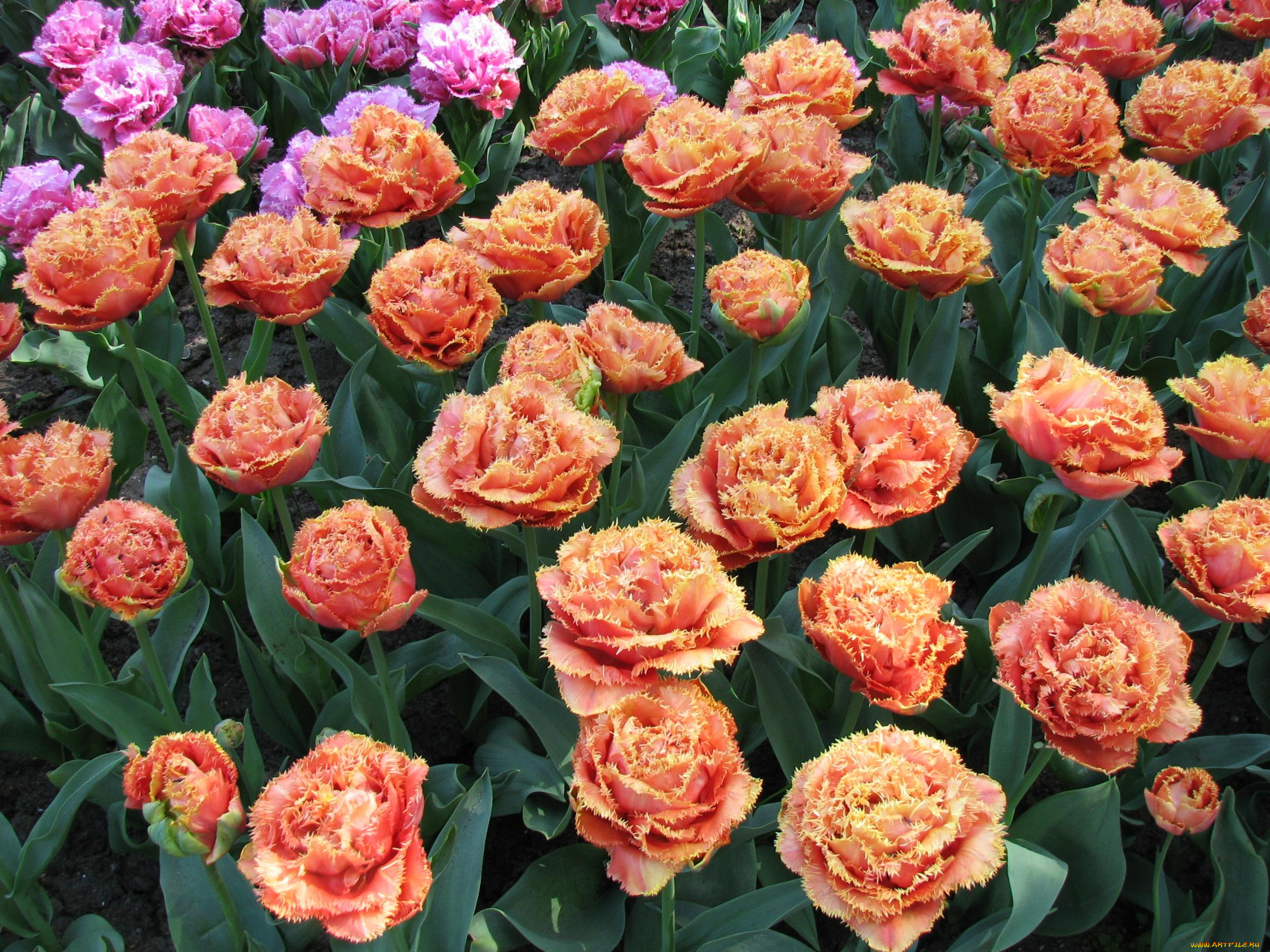 цветы, тюльпаны