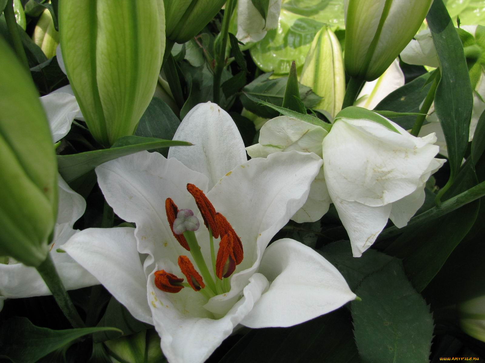 цветы, лилии, лилейники