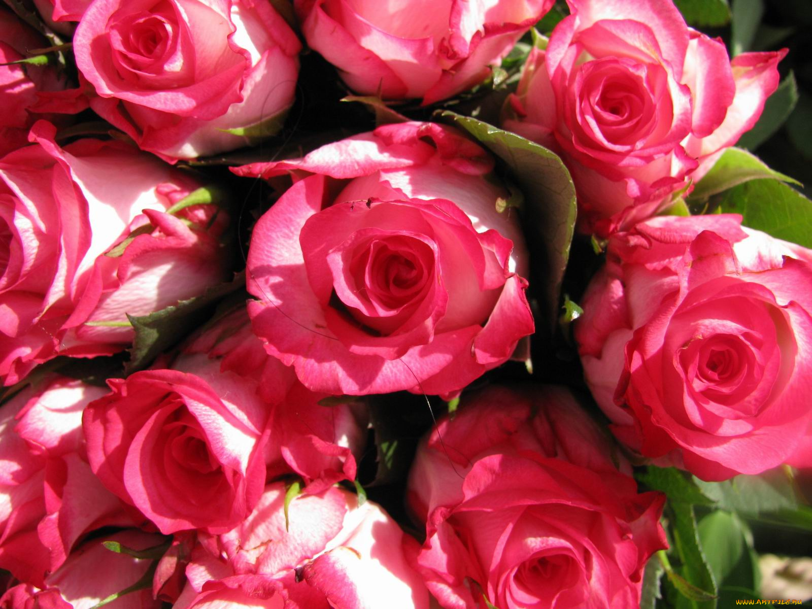 цветы, розы