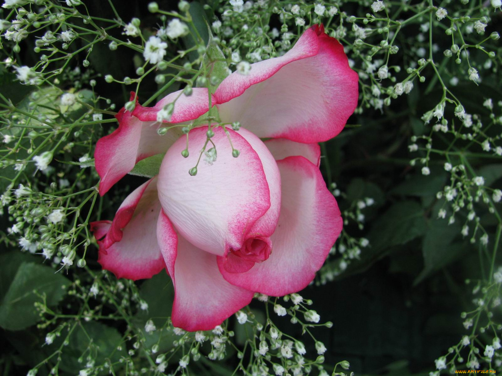 цветы, розы