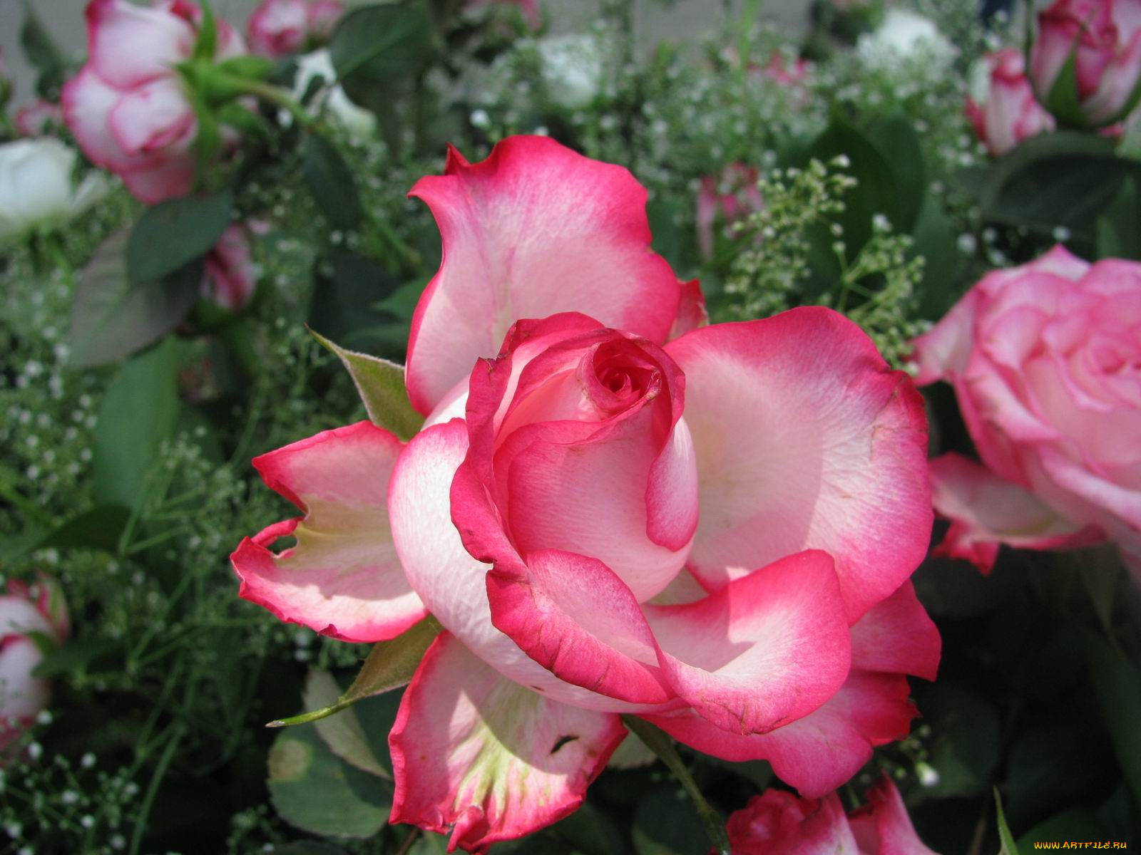 цветы, розы