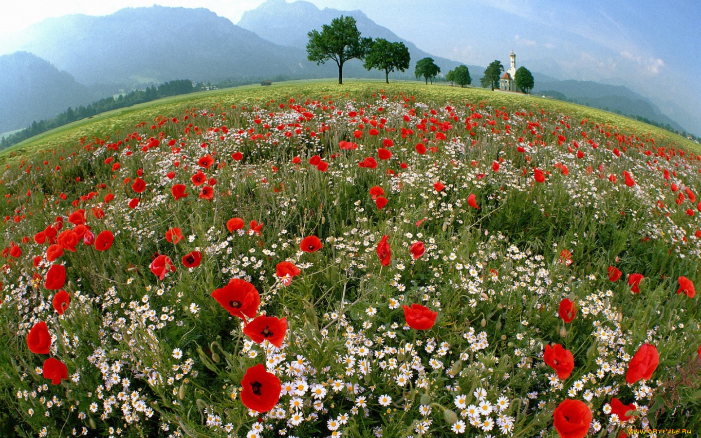 природа, луга