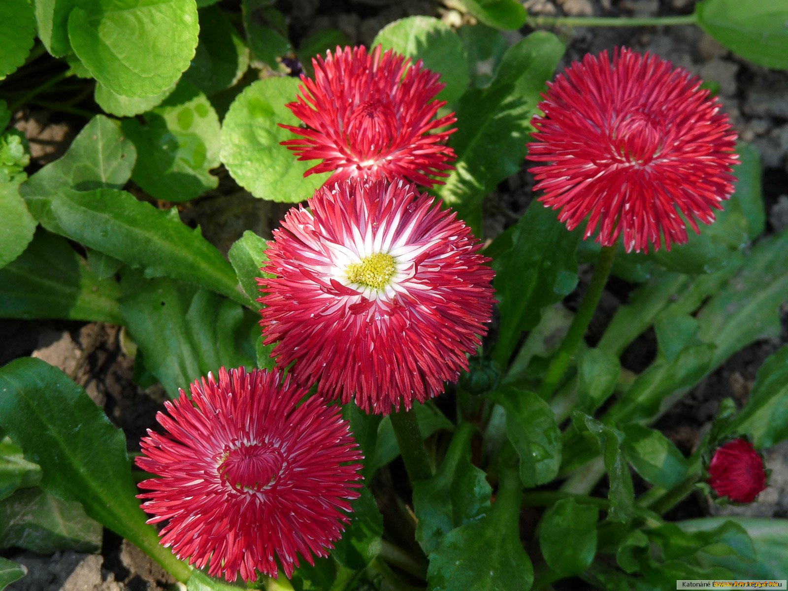 цветы, маргаритки