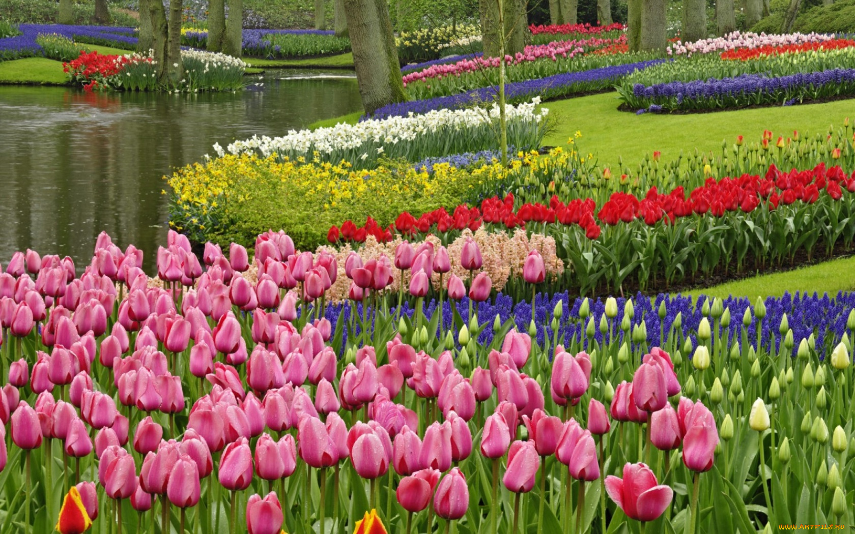 цветы, разные, вместе