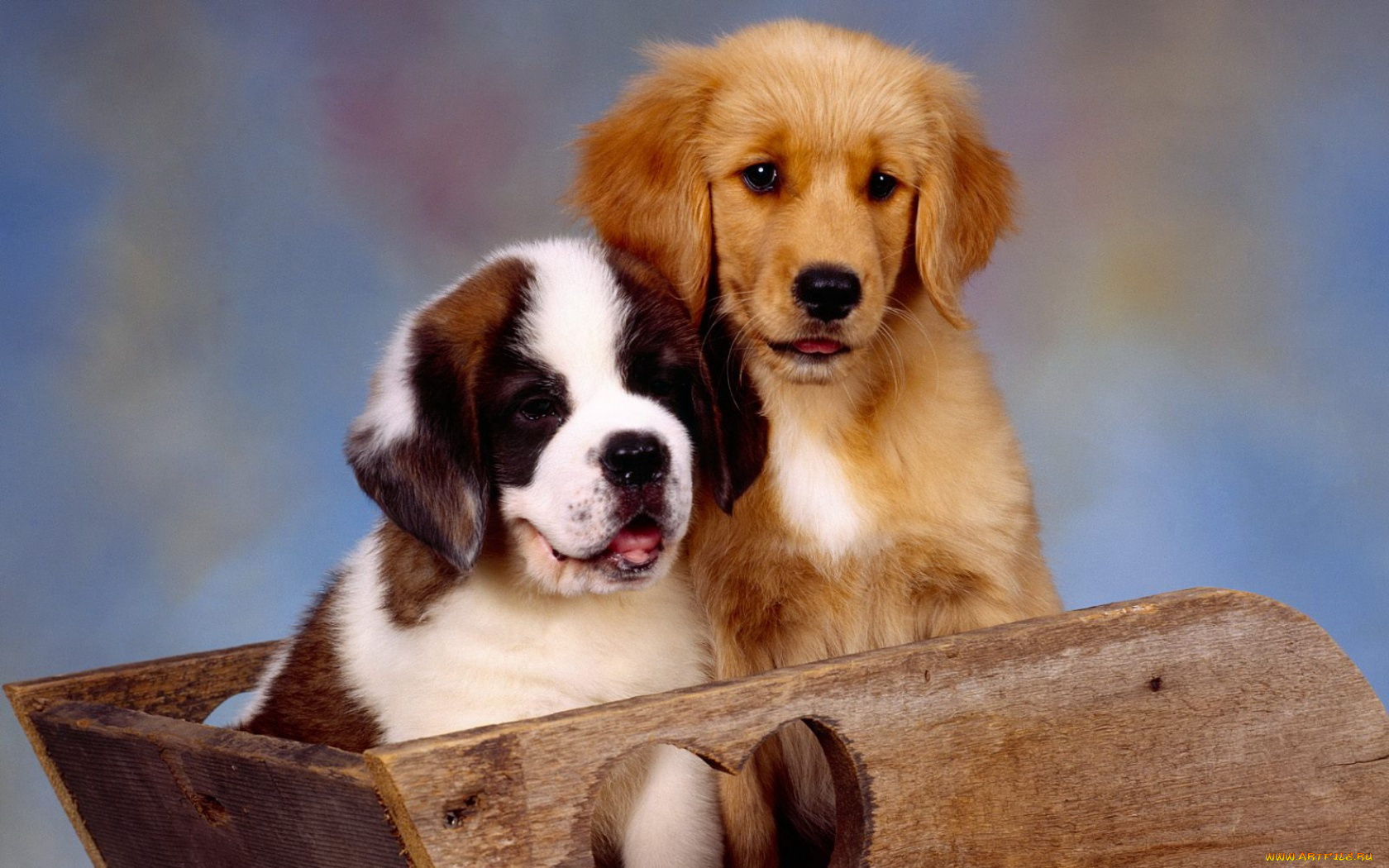 животные, собаки