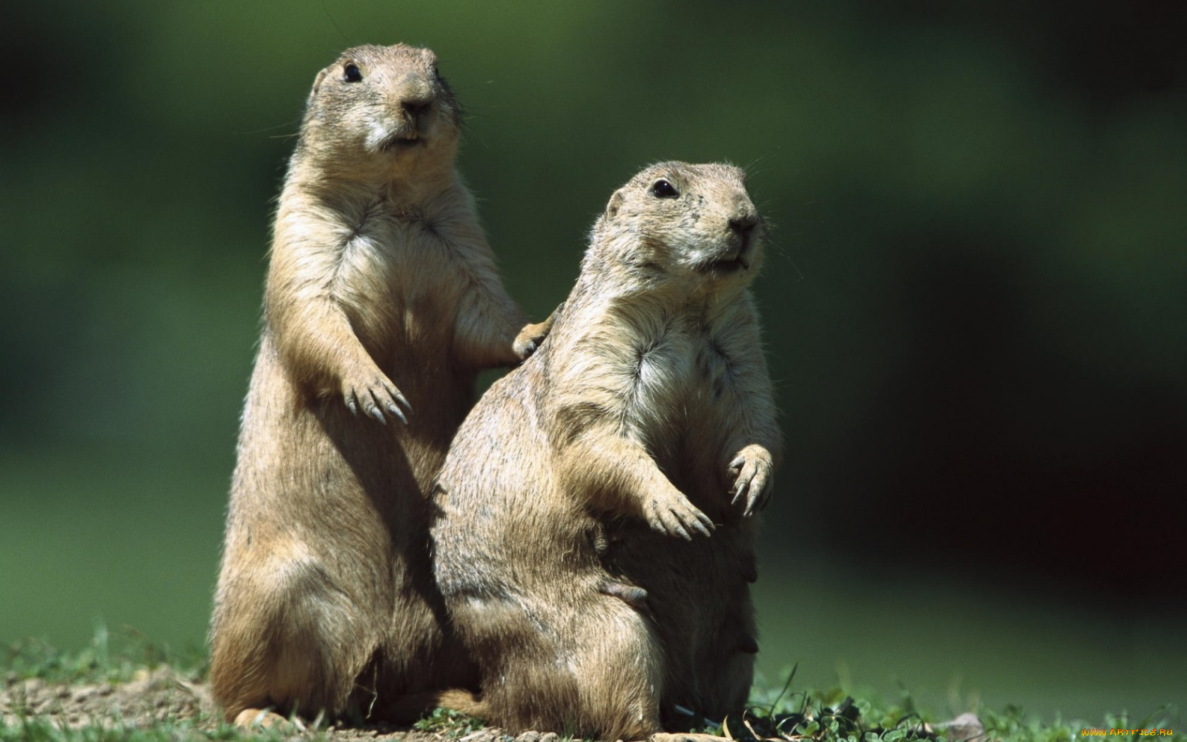 животные, суслики, сурки