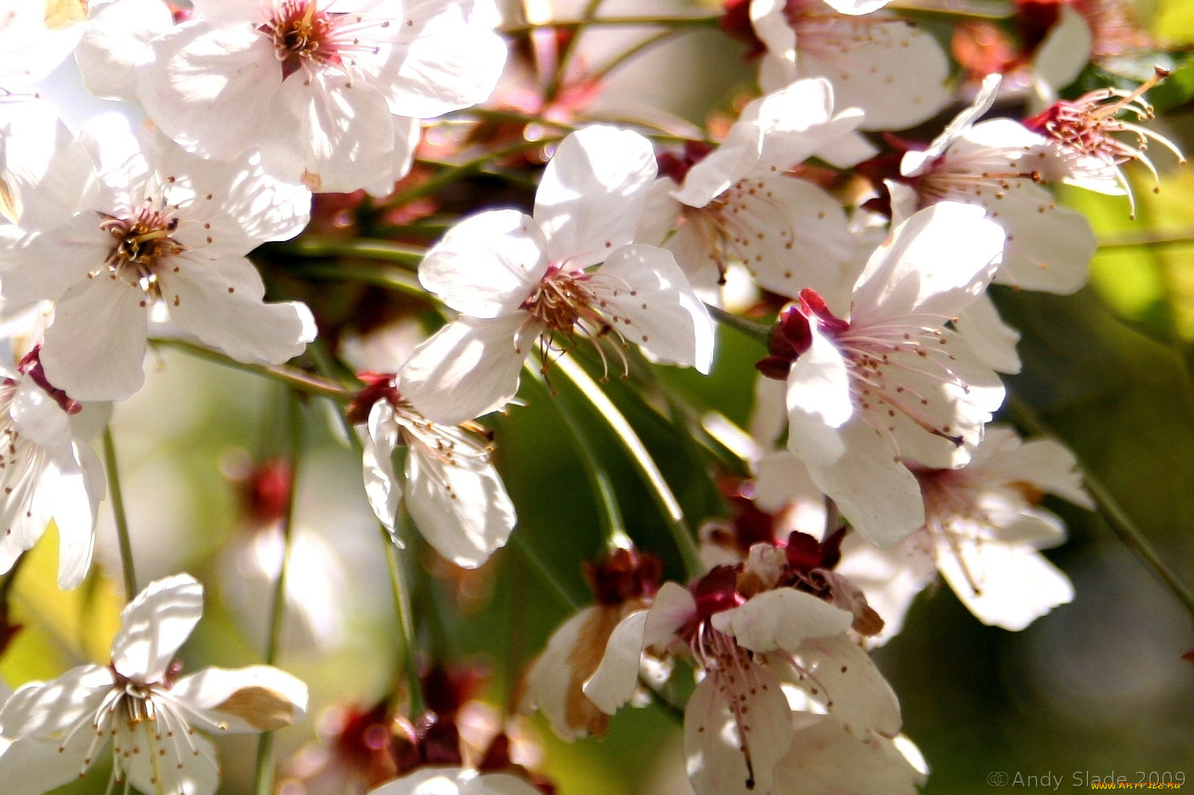 цветы, цветущие, деревья, кустарники