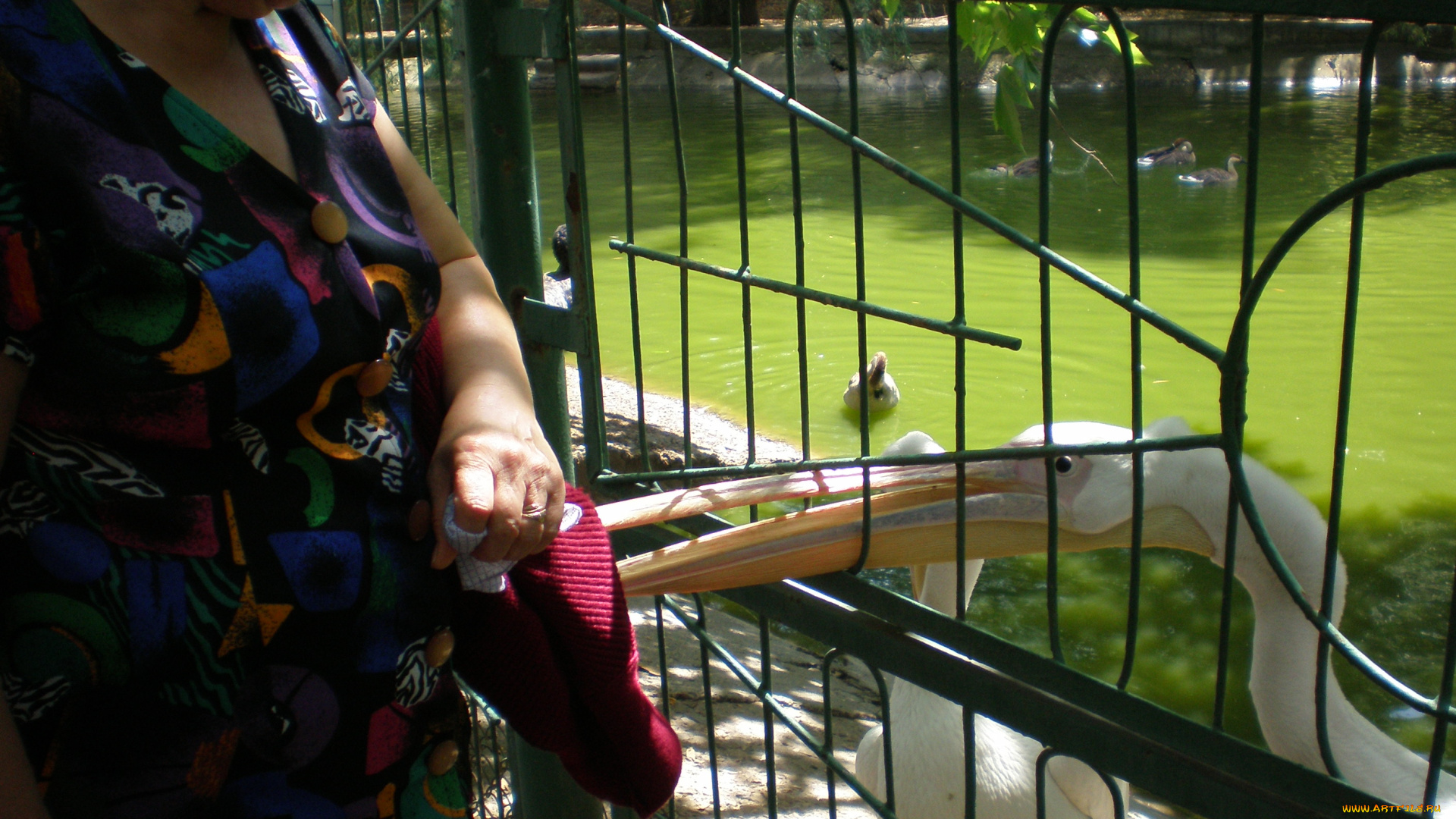 Что, сумке, животные, пеликаны