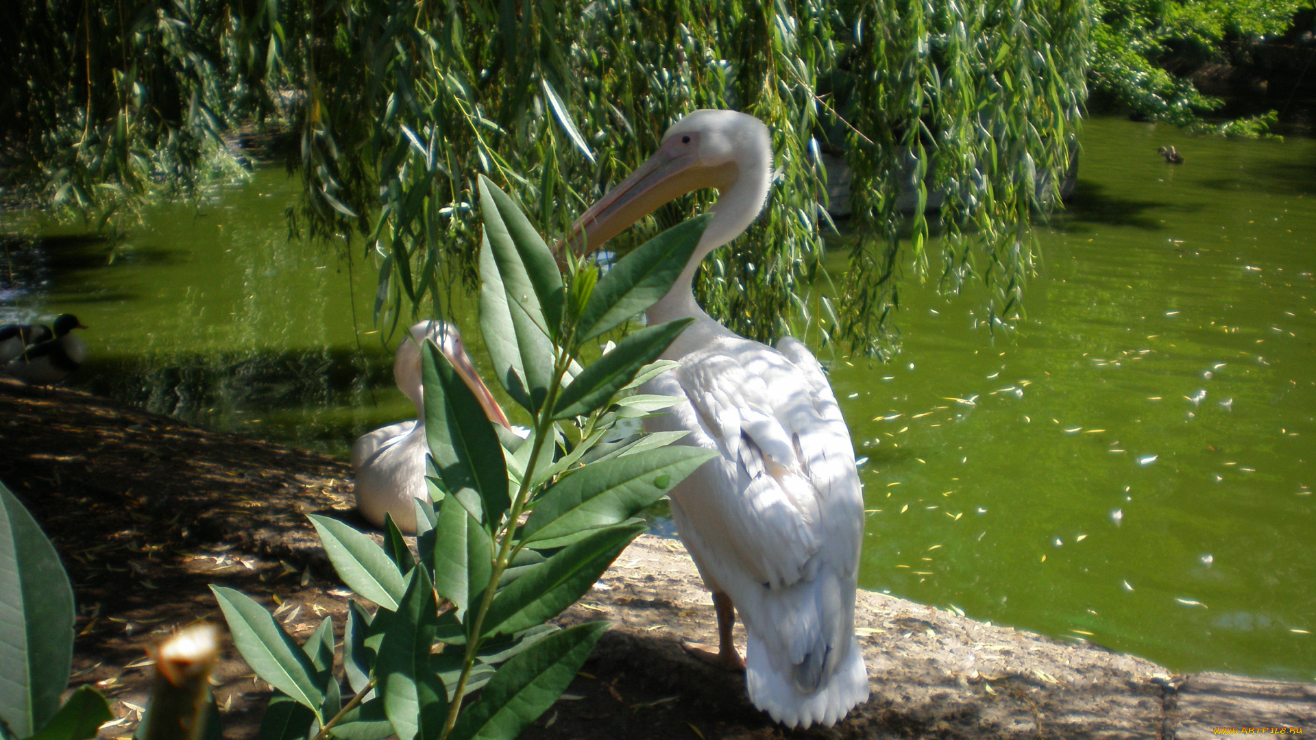 пеликаны, зоопарке, животные