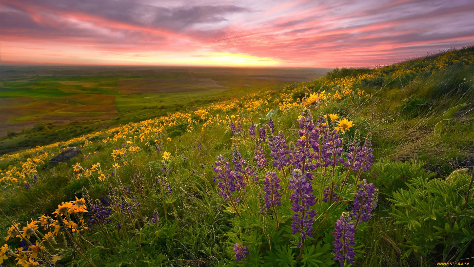 природа, луга