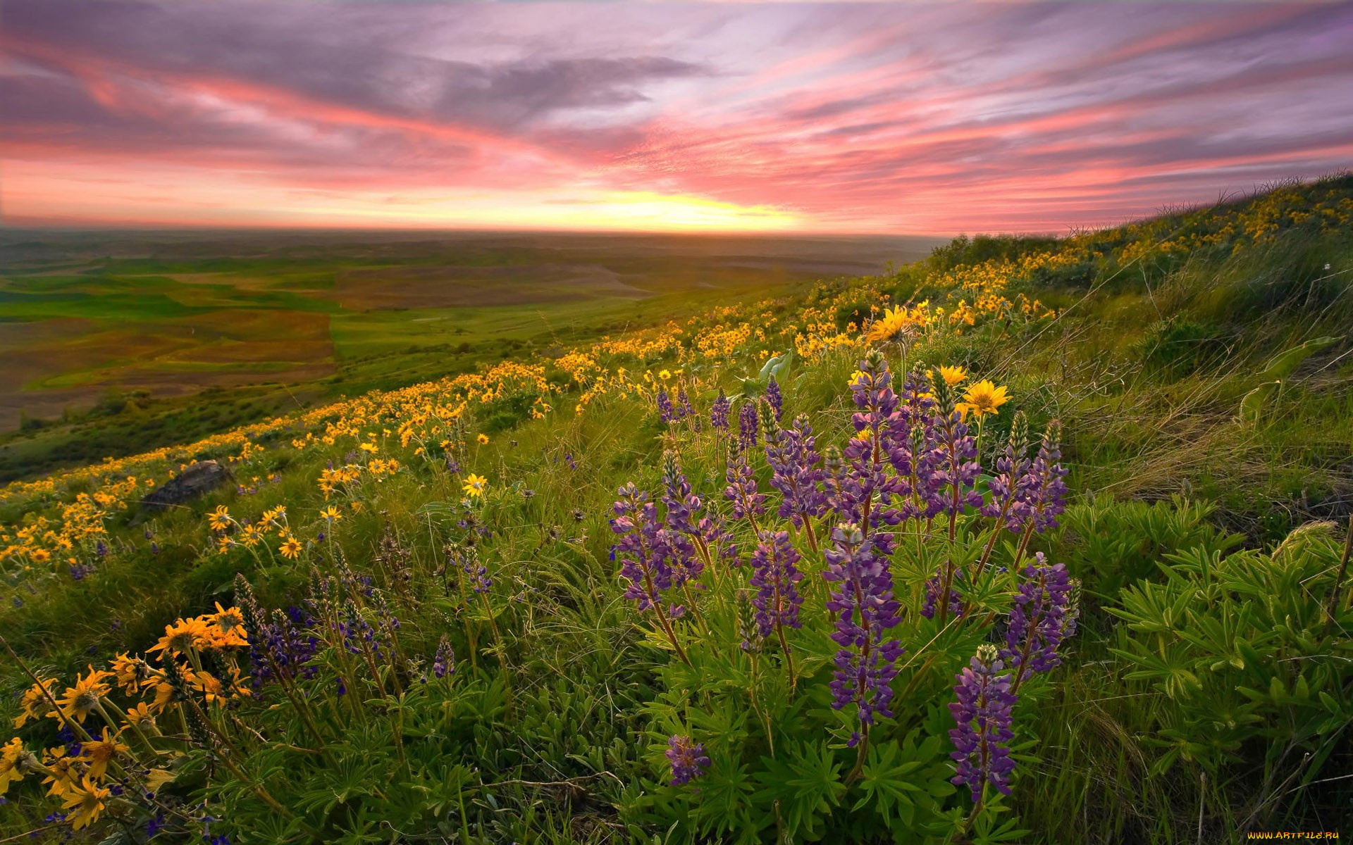 природа, луга