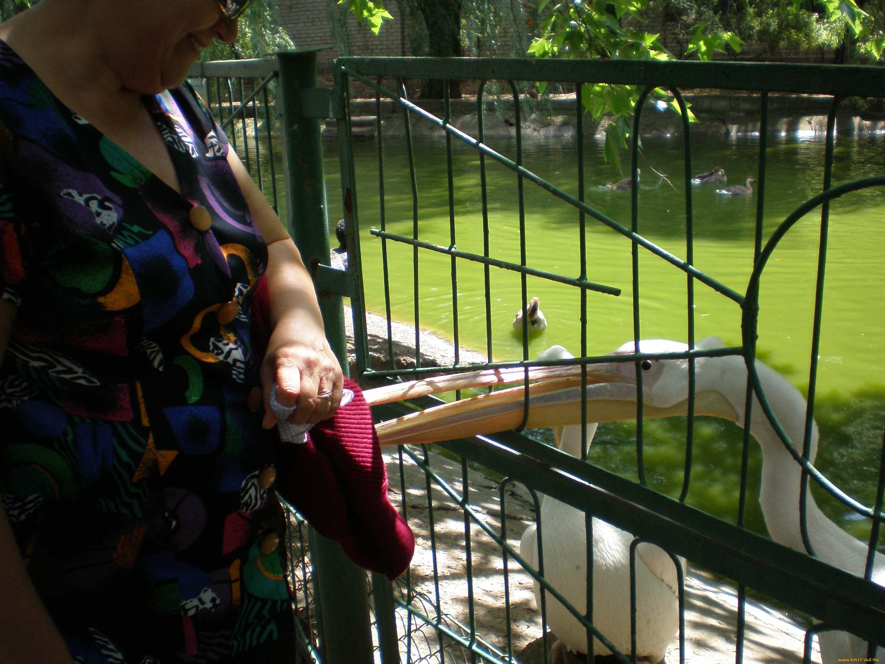 Что, сумке, животные, пеликаны