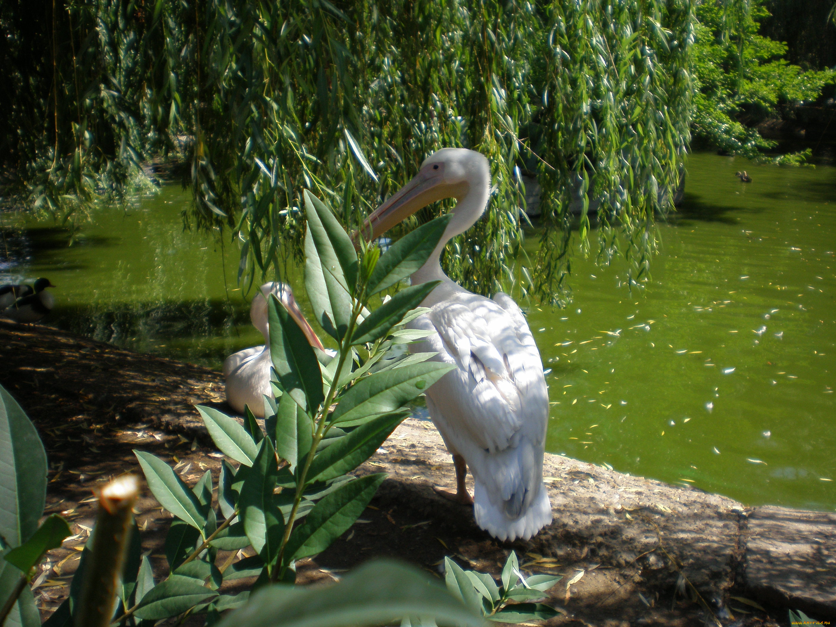 пеликаны, зоопарке, животные