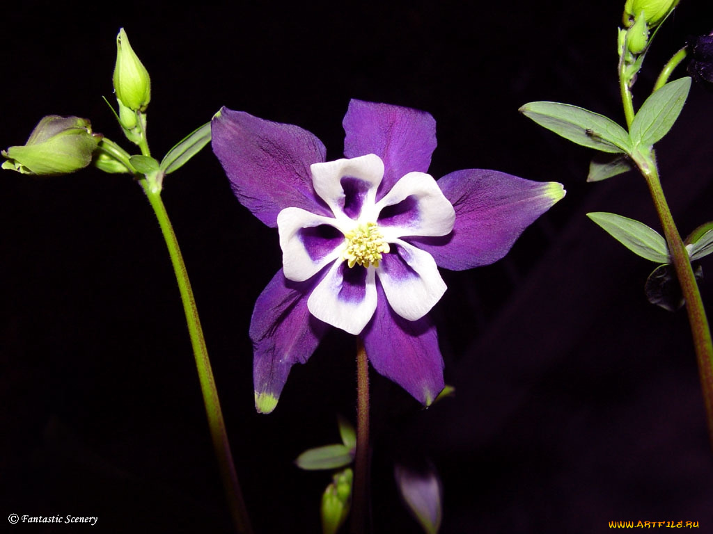 цветы, аквилегия, водосбор