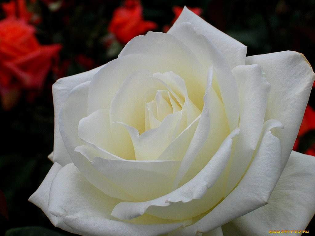 цветы, розы