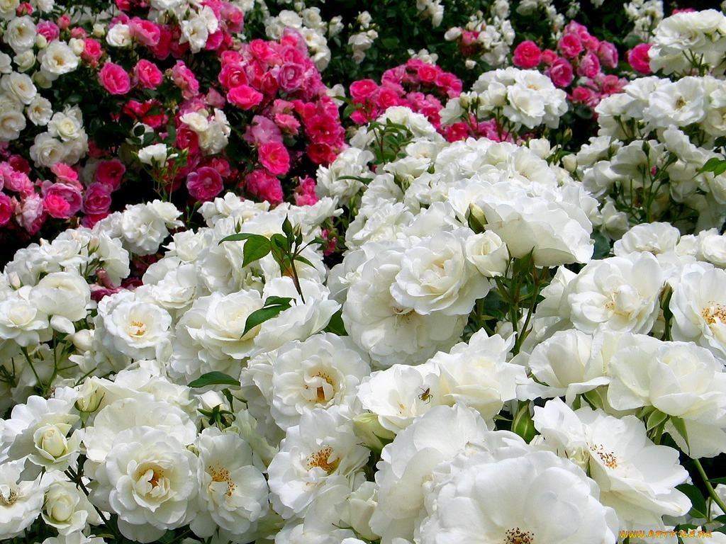 цветы, розы