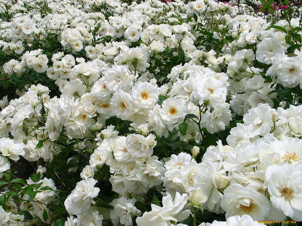 цветы, розы