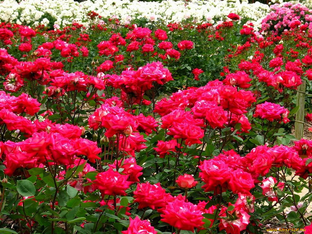 цветы, розы