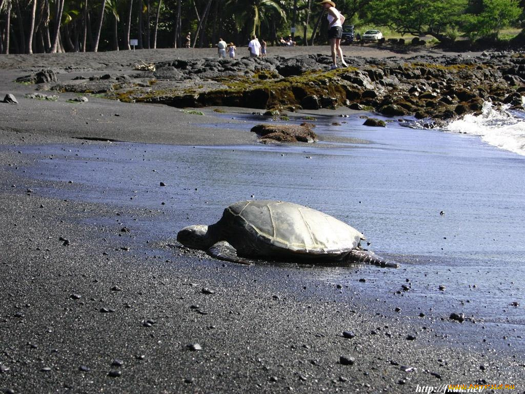животные, Черепахи