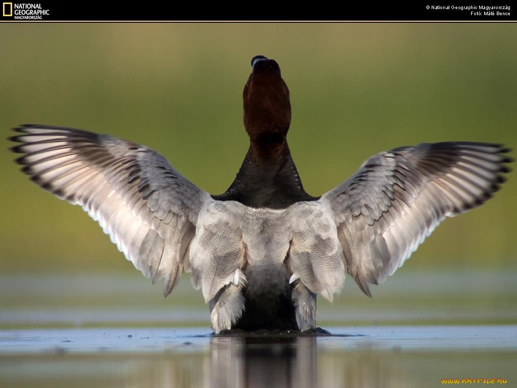 животные, утки